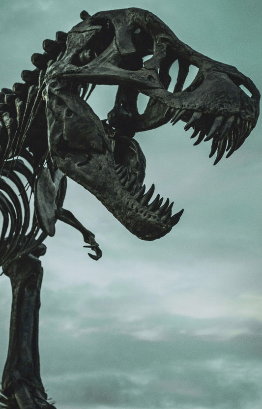 Big Bundle of Dinosaurs Reader Pack (Bundle of 8) Default Title